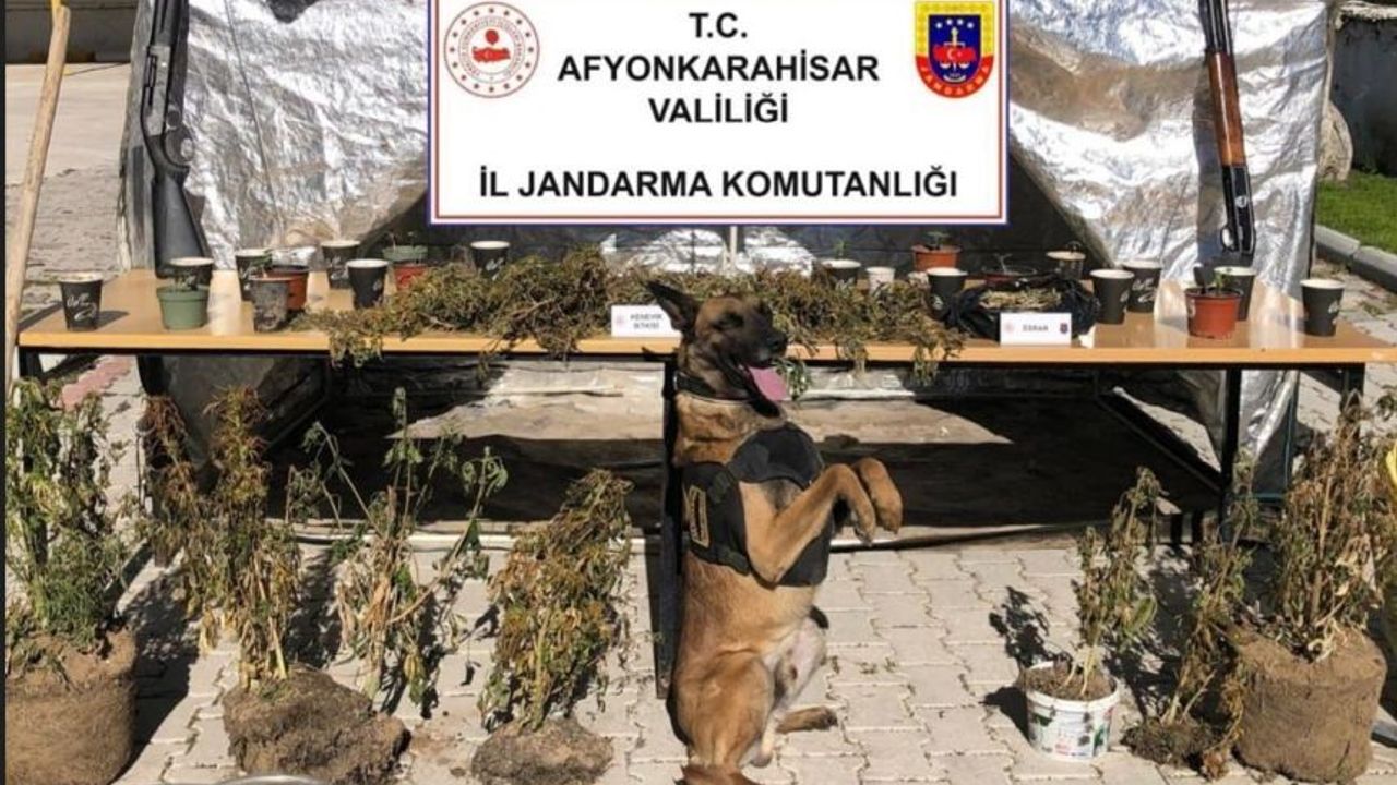 JANDARMA’DAN DİNAR’DA UYUŞTURUCU OPERASYONU