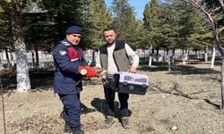 YARALI KIZIL ŞAHİN REHABİLİTASYON MERKEZİNE TESLİM EDİLDİ