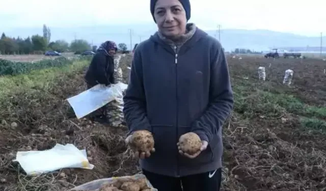 SANDIKLI'DA İKİNCİ EKİM PATATES VERİMİ ÜRETİCİLERİ SEVİNDİRDİ